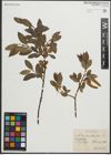 Foto von Salix pentandra L.